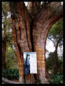 El Ahuehuete Chapultepec